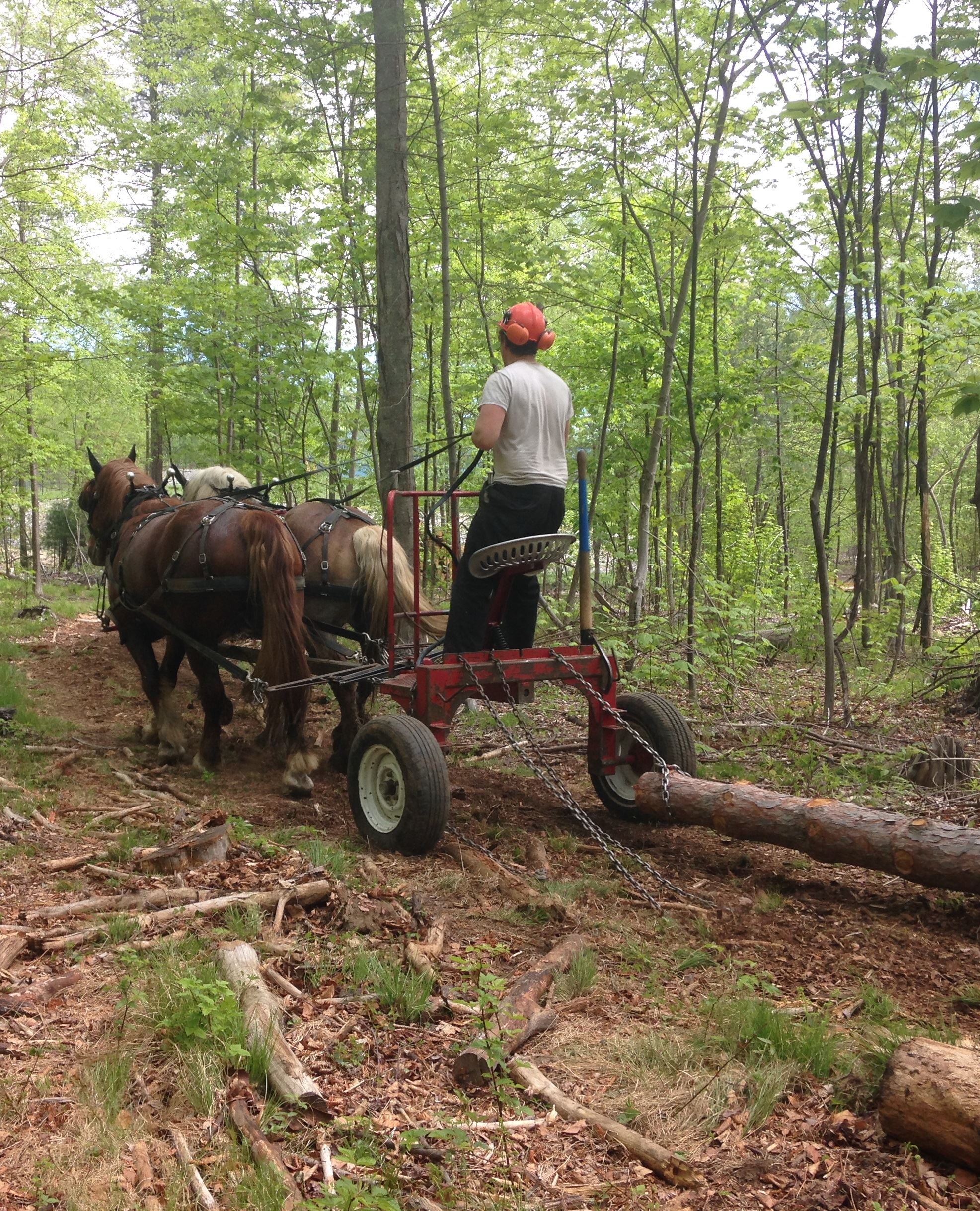 Image of horse logging