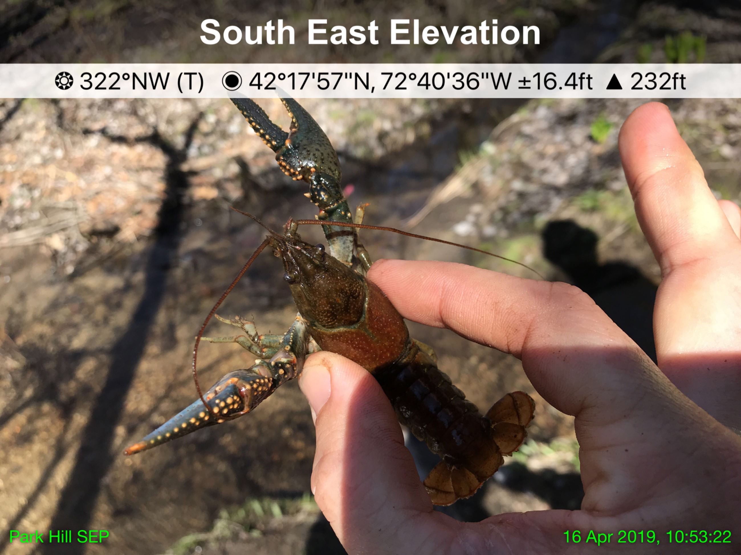 Image of Crayfish found at Park Hill Road Culvert