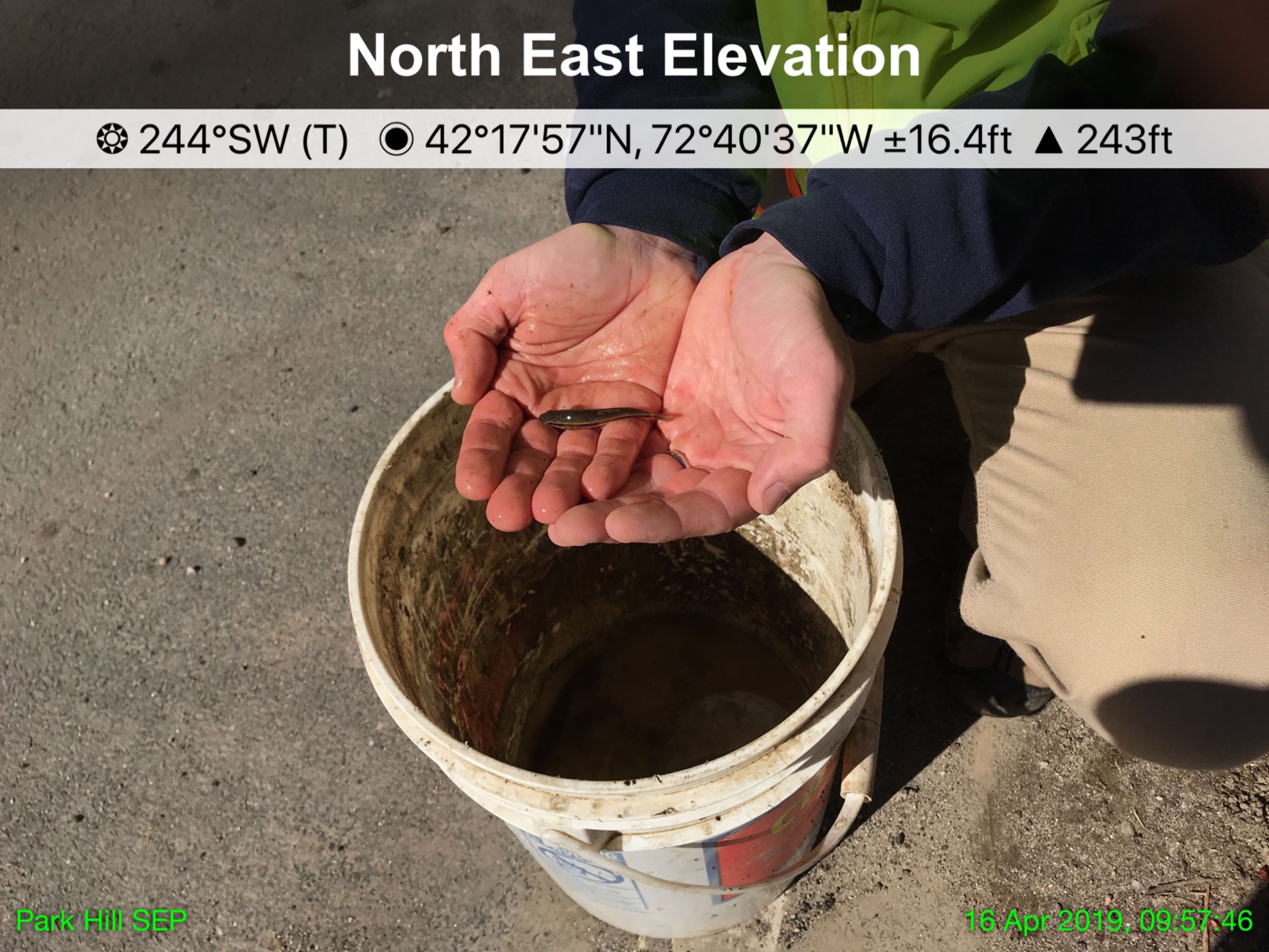 Image of Blacknose dace found at Park Hill Road Culvert