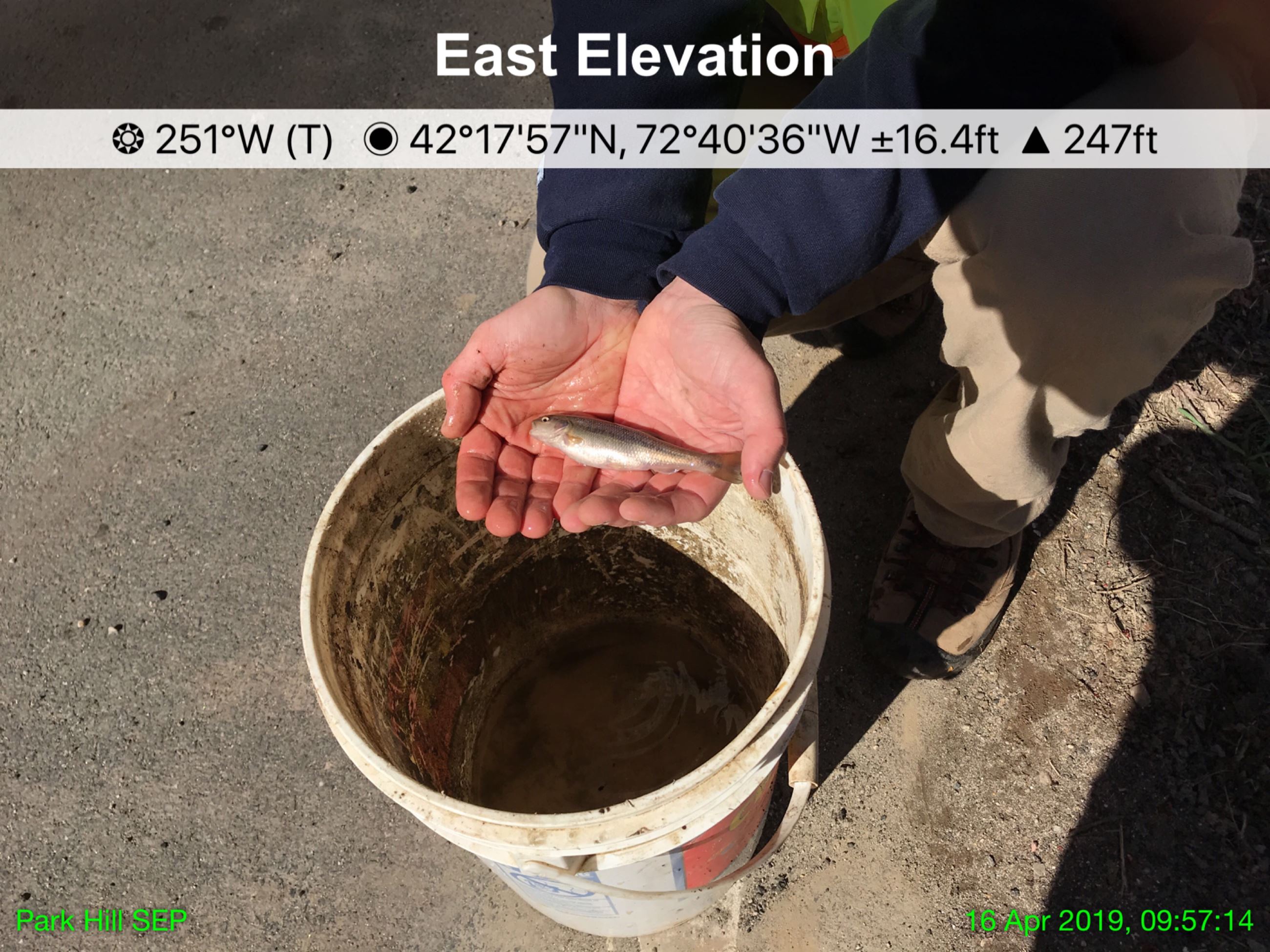 Image of Creek chub found at Park Hill Road Culvert